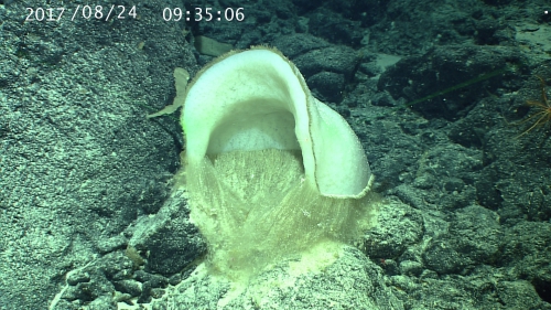 Holotype in situ Holotype in situ
