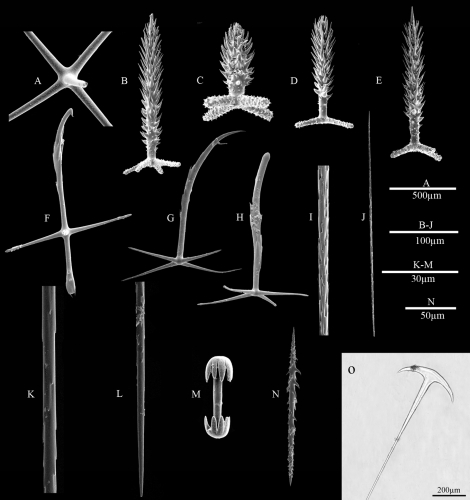 SEM images of spicules SEM images of spicules