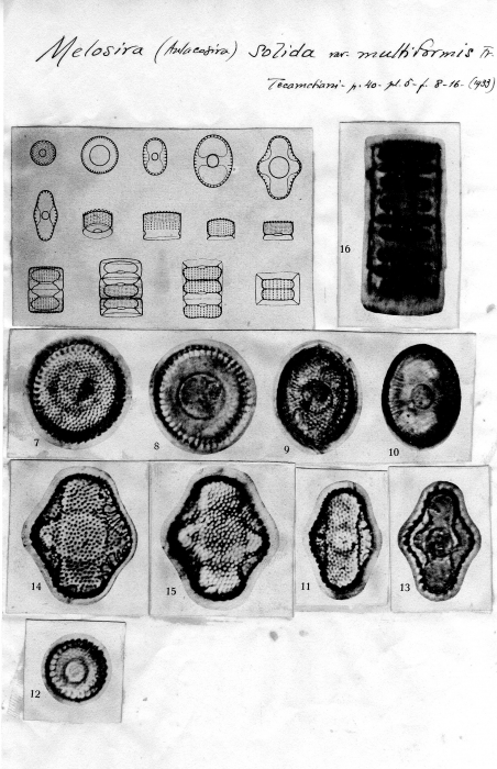 Melosira solida var. multiformis