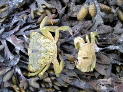 Schaaldieren