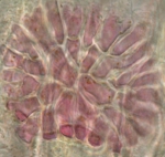 Protozoa