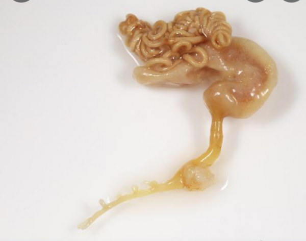 Lernaeocera branchialis Lernaeocera branchialis