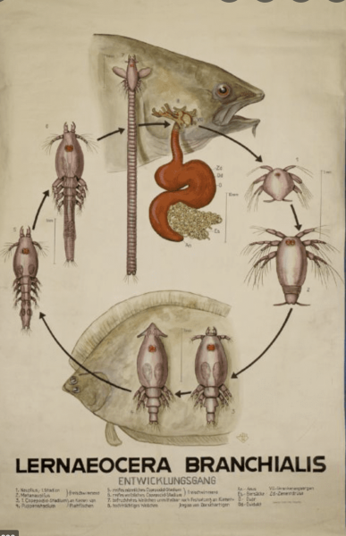Lernaeocera branchialis life cycle Lernaeocera branchialis life cycle