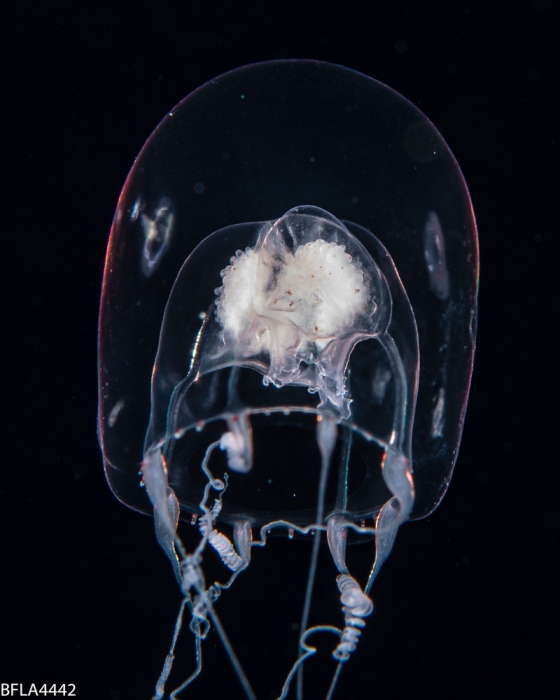 Pandeopsis prolifera, size 8 mm, living holotype, Gulfstream off Florida, USA Pandeopsis prolifera, size 8 mm, living holotype, Gulfstream off Florida, USA