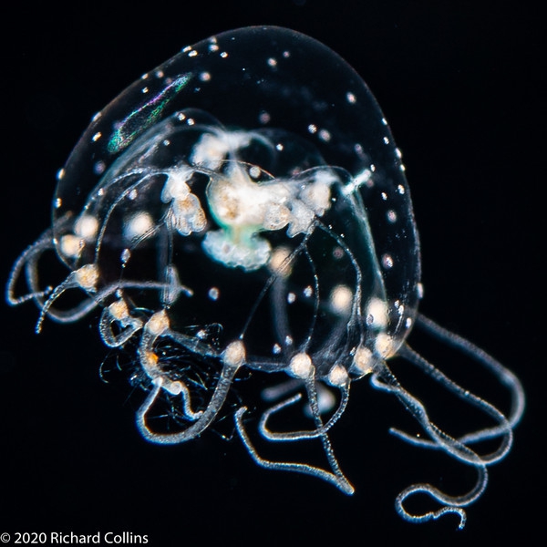 Proboscidactyla gemmifera, diameter 3 mm, Gulf Stream off Florida, USA Proboscidactyla gemmifera, diameter 3 mm, Gulf Stream off Florida, USA
