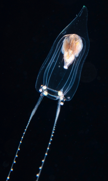 Zancleopsis dichotoma, bell height 3 mm, Gulf Stream off Florida, USA Zancleopsis dichotoma, bell height 3 mm, Gulf Stream off Florida, USA
