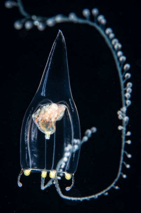Zancleopsis cabela,bell height 10 mm, Gulf Stream off Florida, USA Zancleopsis cabela,bell height 10 mm, Gulf Stream off Florida, USA