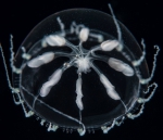 Melicertissa mayeri, diameter 10 mm, Gulf Stream off Florida, USA
