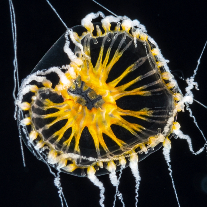 Staurodiscus luteus, size 2-3 mm, Gulf Stream off Florida, USA Staurodiscus luteus, size 2-3 mm, Gulf Stream off Florida, USA