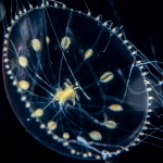Zygocanna cf. apapillatus, 5 mm size, Gulf stream off Florida, USA
