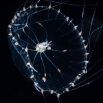 Octophialucium irregularis, 8 mm diameter, Gulf Stream off Florida, USA