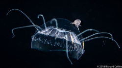 Cunina octonaria, size 7 mm, Gulf Stream off Florida, USA