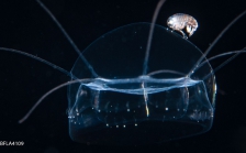 Pegantha martagon, 8 mm size, Gulf Stream off Florida, USA