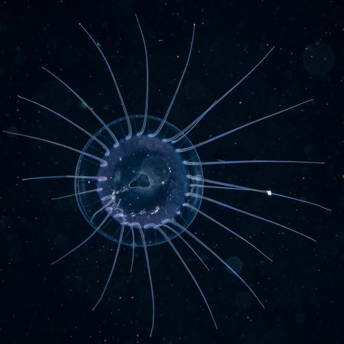 Solmaris corona, diameter 9 mm, Gulf Stream off Florida, USA