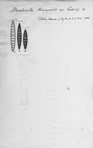 Denticula thermalis var. fossilis Denticula thermalis var. fossilis