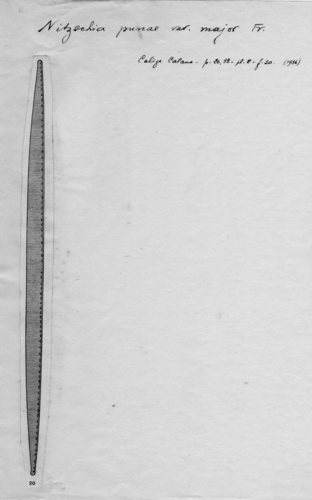 Nitzschia punae var. major Nitzschia punae var. major