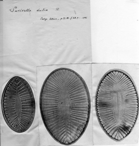 Surirella dubia Surirella dubia