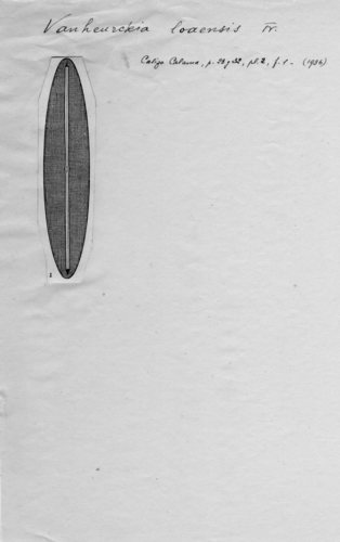 Vanheurckia loaensis Vanheurckia loaensis