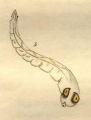 Diplotis hyalina, plate 14, fig 5 in Montagu