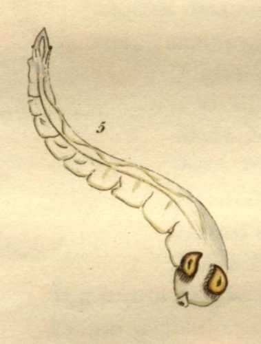 Diplotis hyalina, plate 14, fig 5 in Montagu Diplotis hyalina, plate 14, fig 5 in Montagu