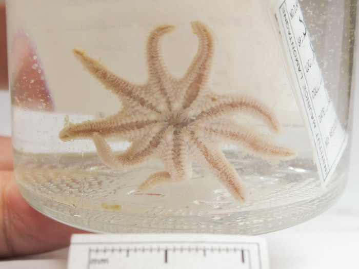 Solaster syrtensis - oral view Solaster syrtensis - oral view