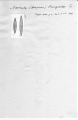 Navicula fuenzalidae
