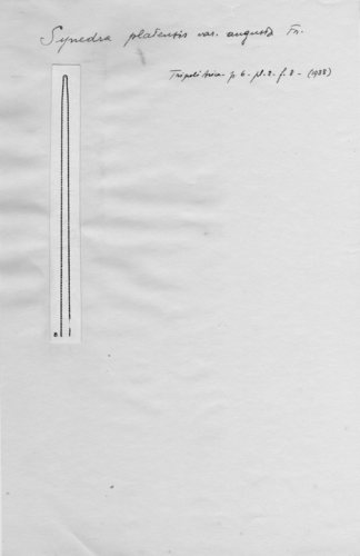 Synedra platensis var. angusta Synedra platensis var. angusta