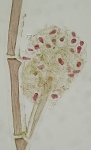 Protozoa
