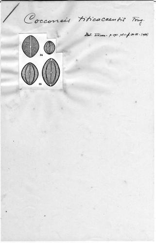Cocconeis titicacaensis Cocconeis titicacaensis