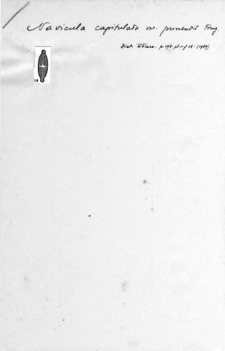 Navicula capitulata var. punensis Navicula capitulata var. punensis