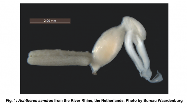 Achtheres sandrae Achtheres sandrae