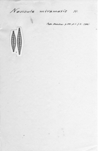 Navicula miramaris Navicula miramaris