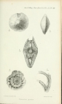 Nummulina pristina Brady, 1874