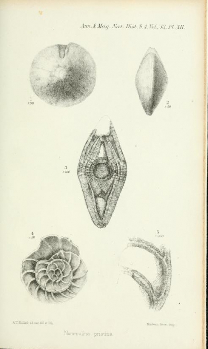 Nummulina pristina Brady, 1874 Nummulina pristina Brady, 1874