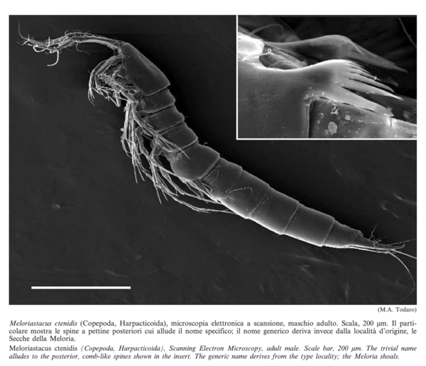 Meloriastacus ctenidis Meloriastacus ctenidis