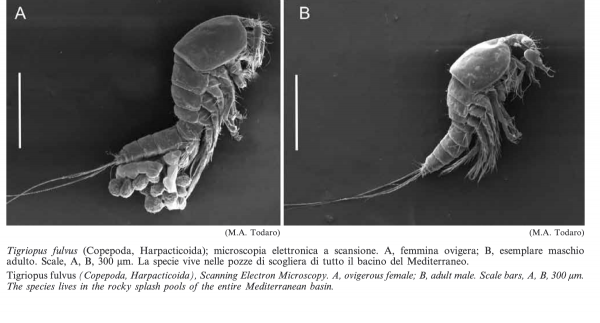 Tigriopus fulvus Tigriopus fulvus