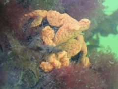 Dieren