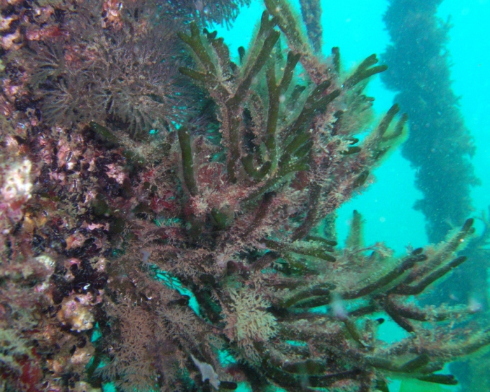 Codium fragile tomentosoides