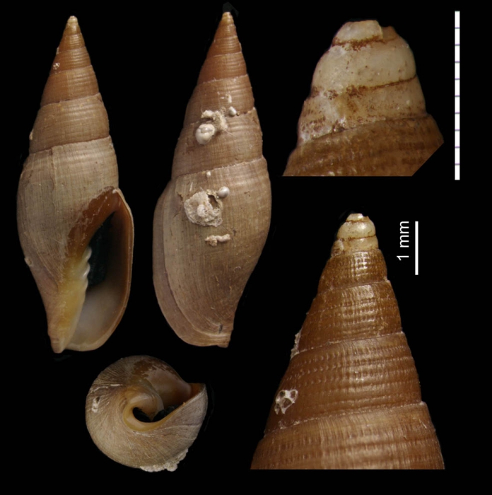 Episcomitra angelesae Caballero-Herrera, Gofas & Rueda, 2022, holotype from Alboran Sea, NE of Seco de los Olivos, 36.5420°N ‒ 02.8196°W, 313 m (H = 20.4 mm)