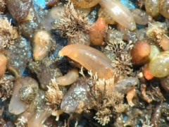 20050618_Zeebrugge