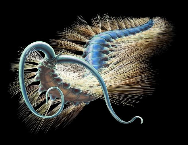 Kootenayscolex barbarensis as an artistic reconstruction