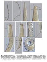 Paracomesoma leptum Gagarin & Dinh Tu, 2018