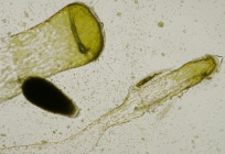 Codium fragile tomentosoides