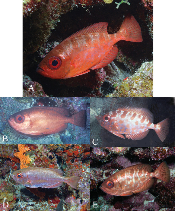 Heteropriacanthus cruentatus (Lacepède, 1801)