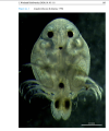 Branchiura