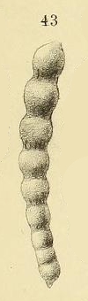 Nodosaria plicosuturata Dervieux, 1894 Nodosaria plicosuturata Dervieux, 1894