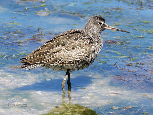 Spotted redshank (Tringa erythropus) Spotted redshank (Tringa erythropus)