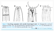 Piipironus grandis Zograf & Mordukhovich, 2022, author: Bezerra, Tia Nara