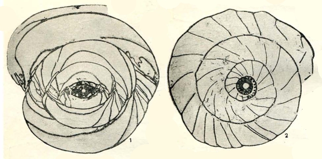 Pseudoschwagerina tumida (Likharev, 1934) Pseudoschwagerina tumida (Likharev, 1934)