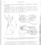 Capistrum sorberae